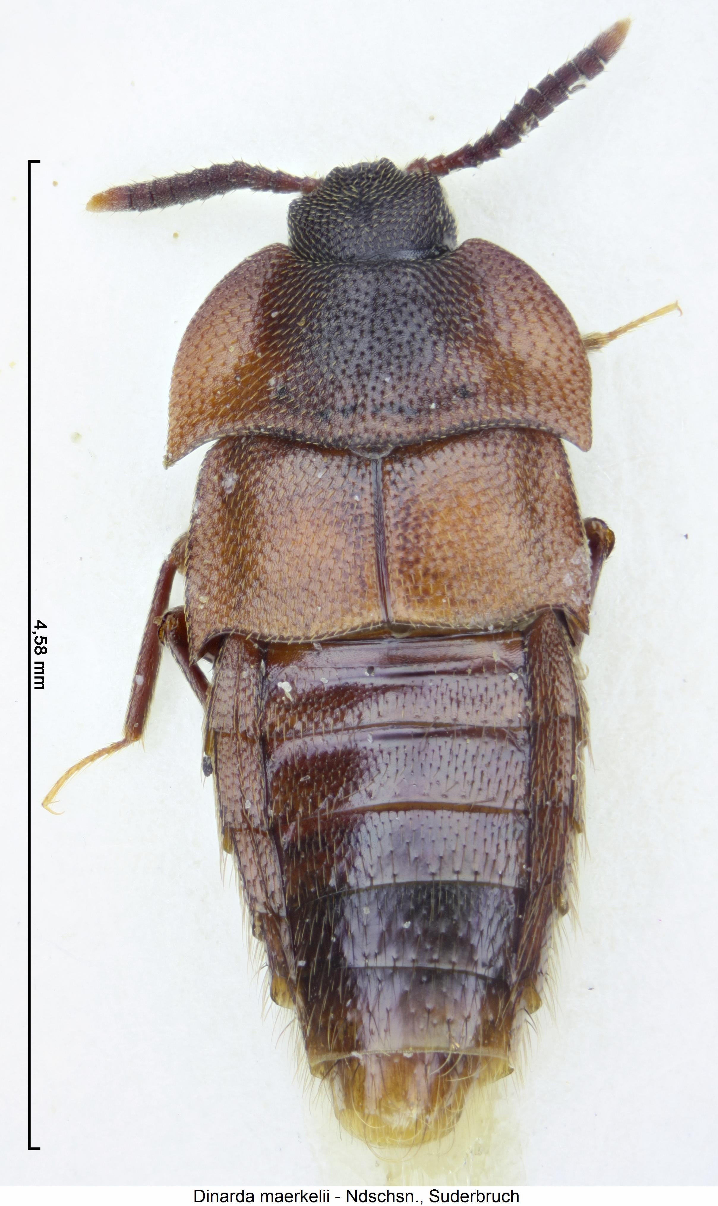 dinarda_maerkelii_hab.jpg