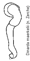 dinarda_maerkelii_sperm.gif