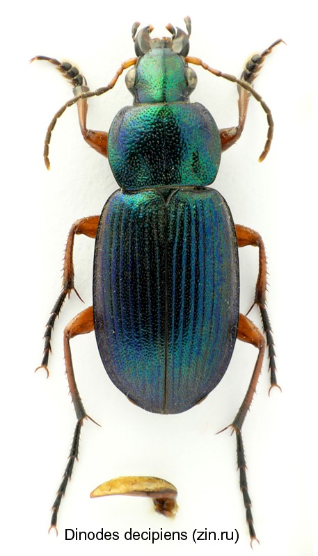 dinodes_decipiens.jpg