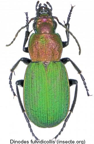 dinodes_fulvidicollis.jpg