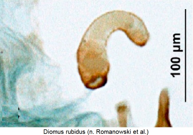 diomus_rubidus_sperm.jpg