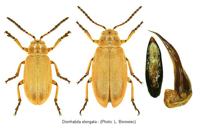 diorhabda_elongata.jpg