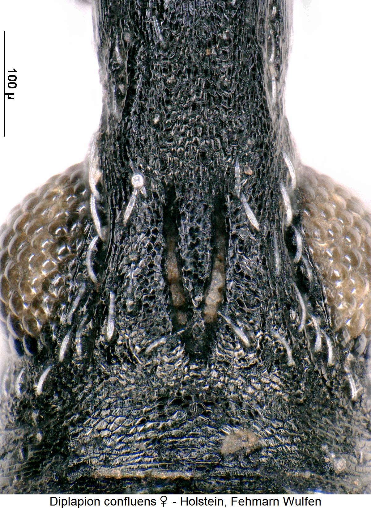 diplapion_confluens_w_k.jpg