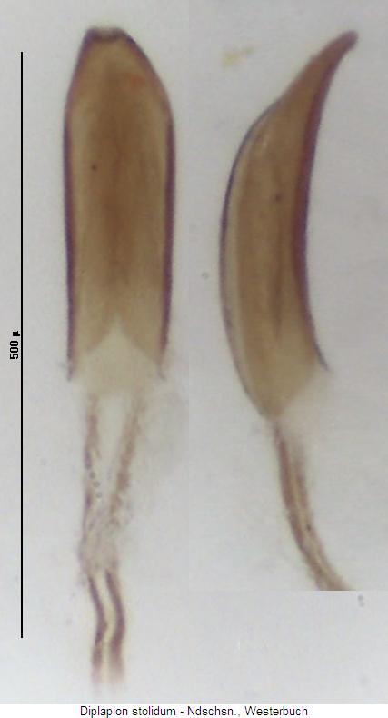 diplapion_stolidum.jpg