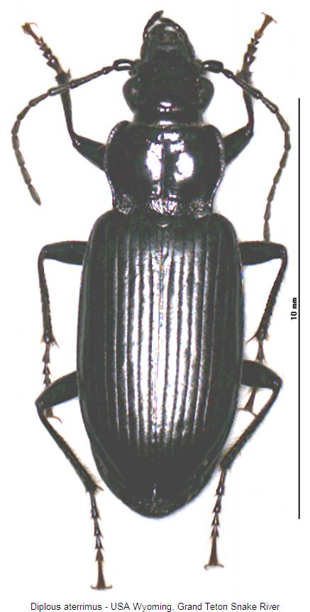 diplous_aterrimus_hab.jpg