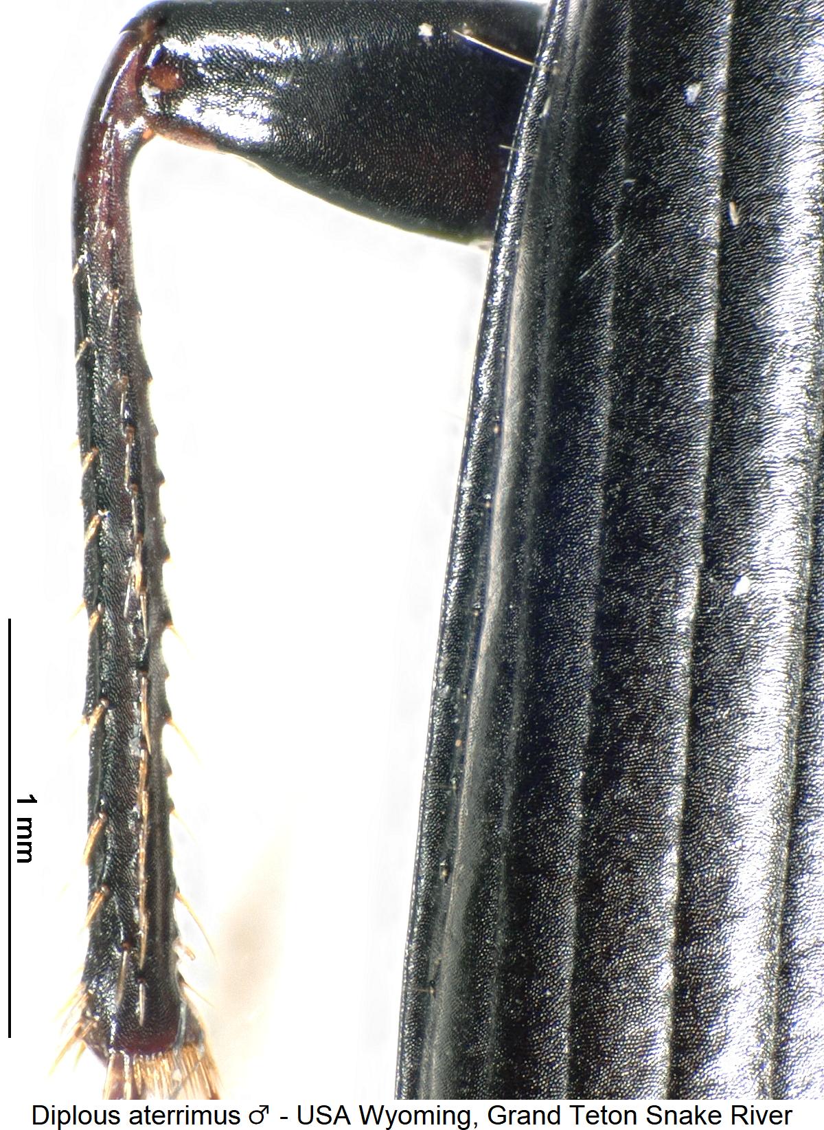 diplous_aterrimus_m_mschn.jpg