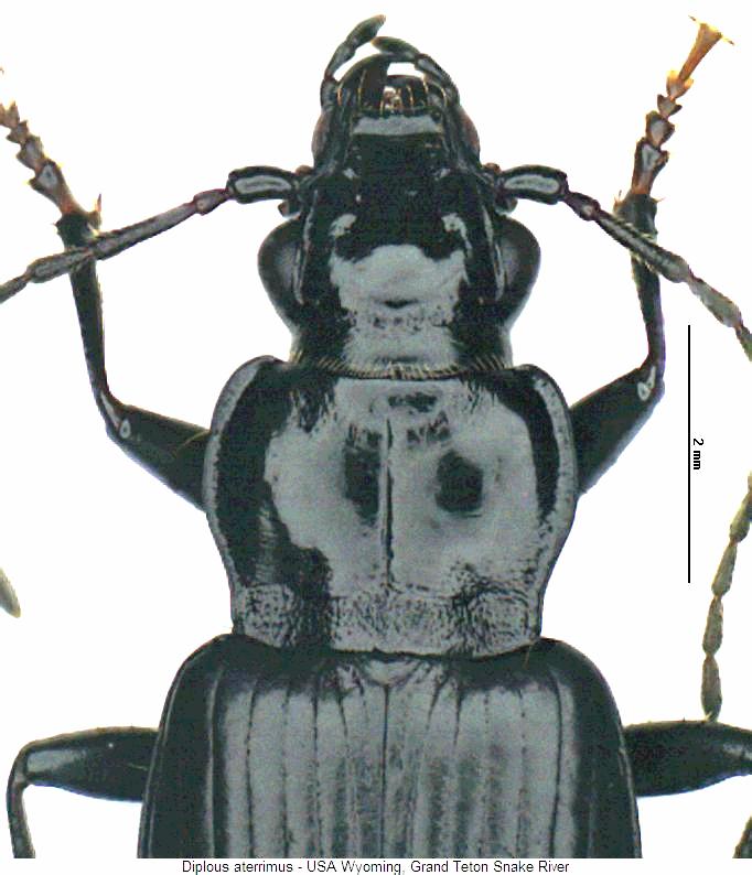 diplous_aterrimus_vk.jpg