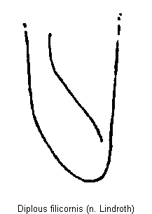 diplous_filicornis.gif