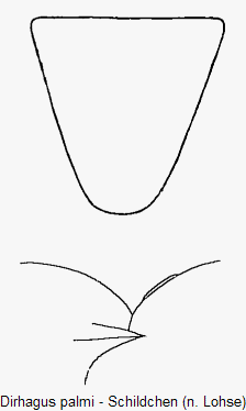 dirhagus_palmi_scut.gif