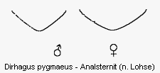 dirhagus_pygmaeus_us.gif