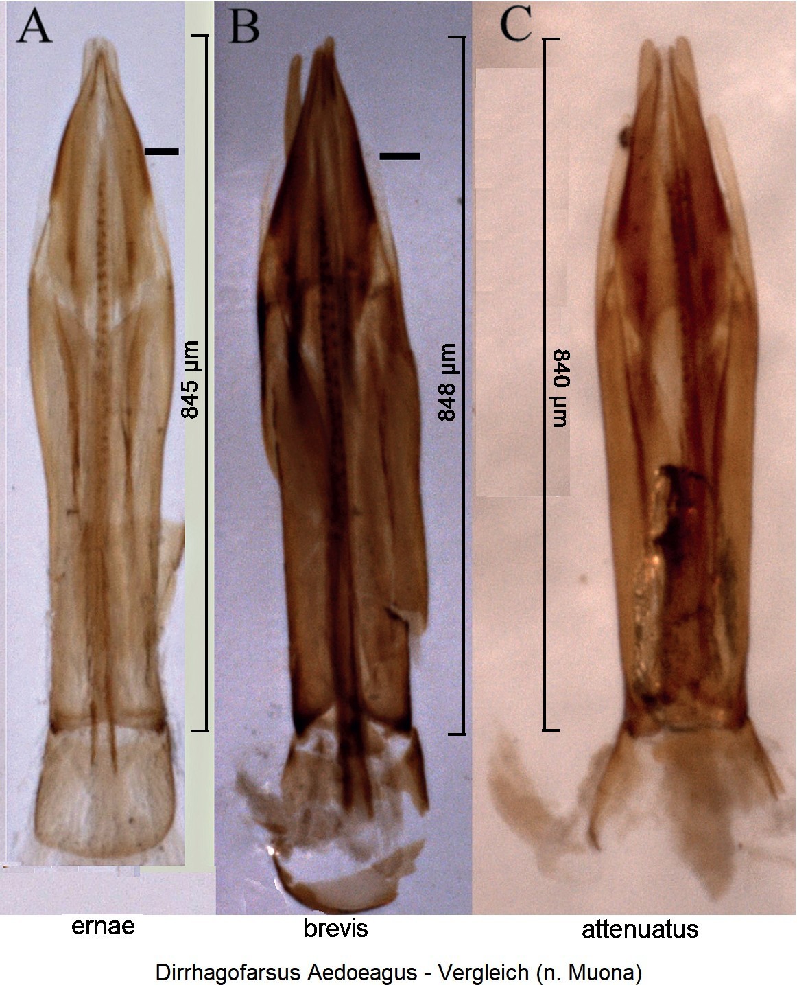 dirrhagofarsus_aedoeagus_vgl-1.jpg