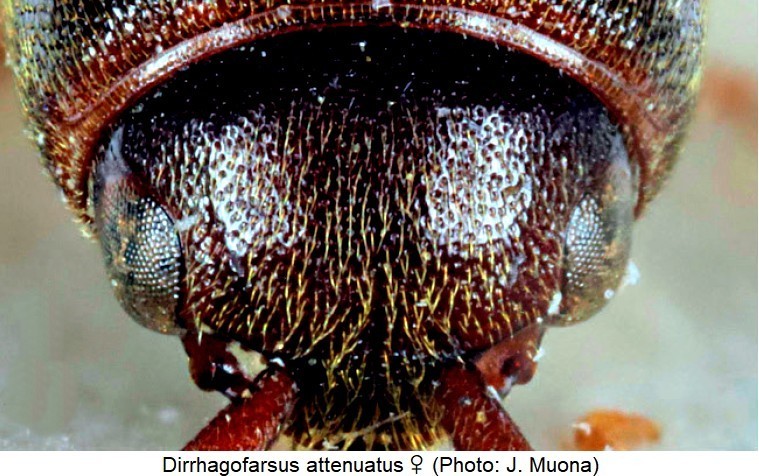 dirrhagofarsus_attenuatus_w_k.jpg