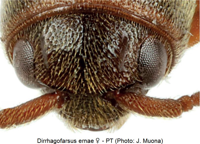 dirrhagofarsus_ernae_w_k.jpg
