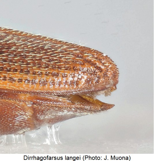 dirrhagofarsus_langei_dec.jpg