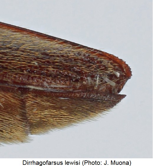 dirrhagofarsus_lewisi_dec.jpg