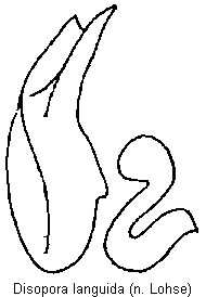 disopora_languida.gif