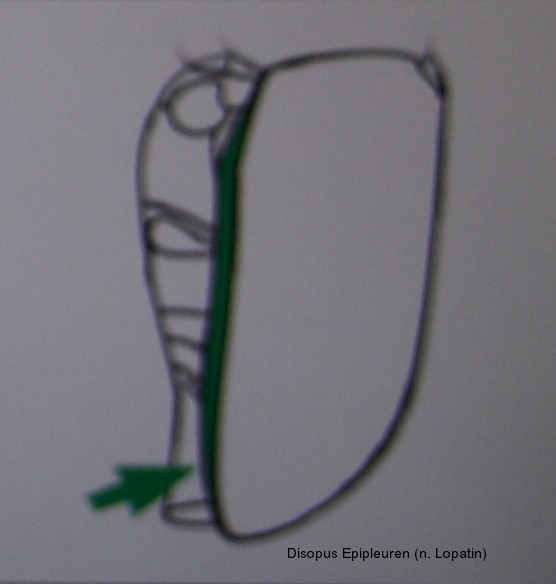 disopus_epipleuren.jpg