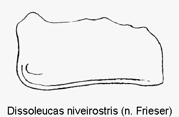 dissoleucas_niveirostris_fld.gif
