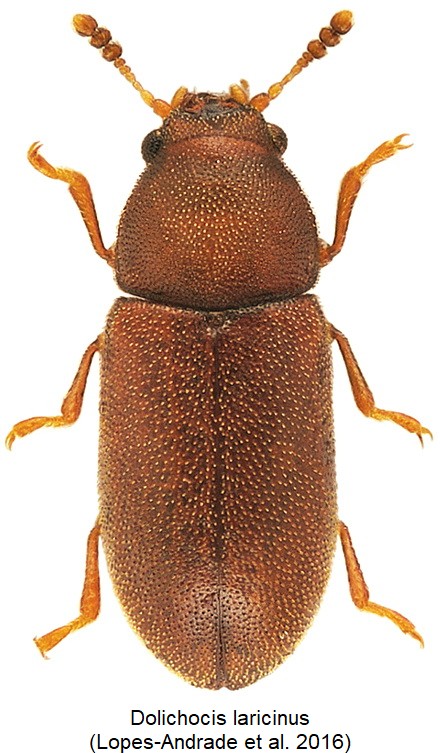 dolichocis_laricinus_andrade_etal2016.jpg
