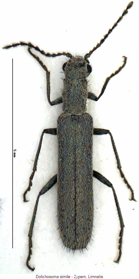 dolichosoma_simile_hab.jpg