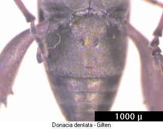 donacia_dentata_hlb.jpg