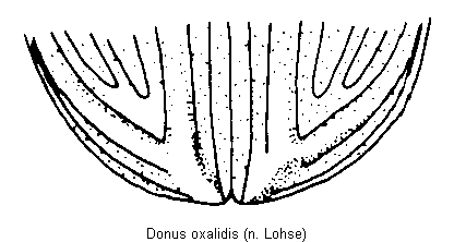 donus_oxalidis_fld1.gif
