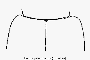 donus_palumbarius_fld.gif
