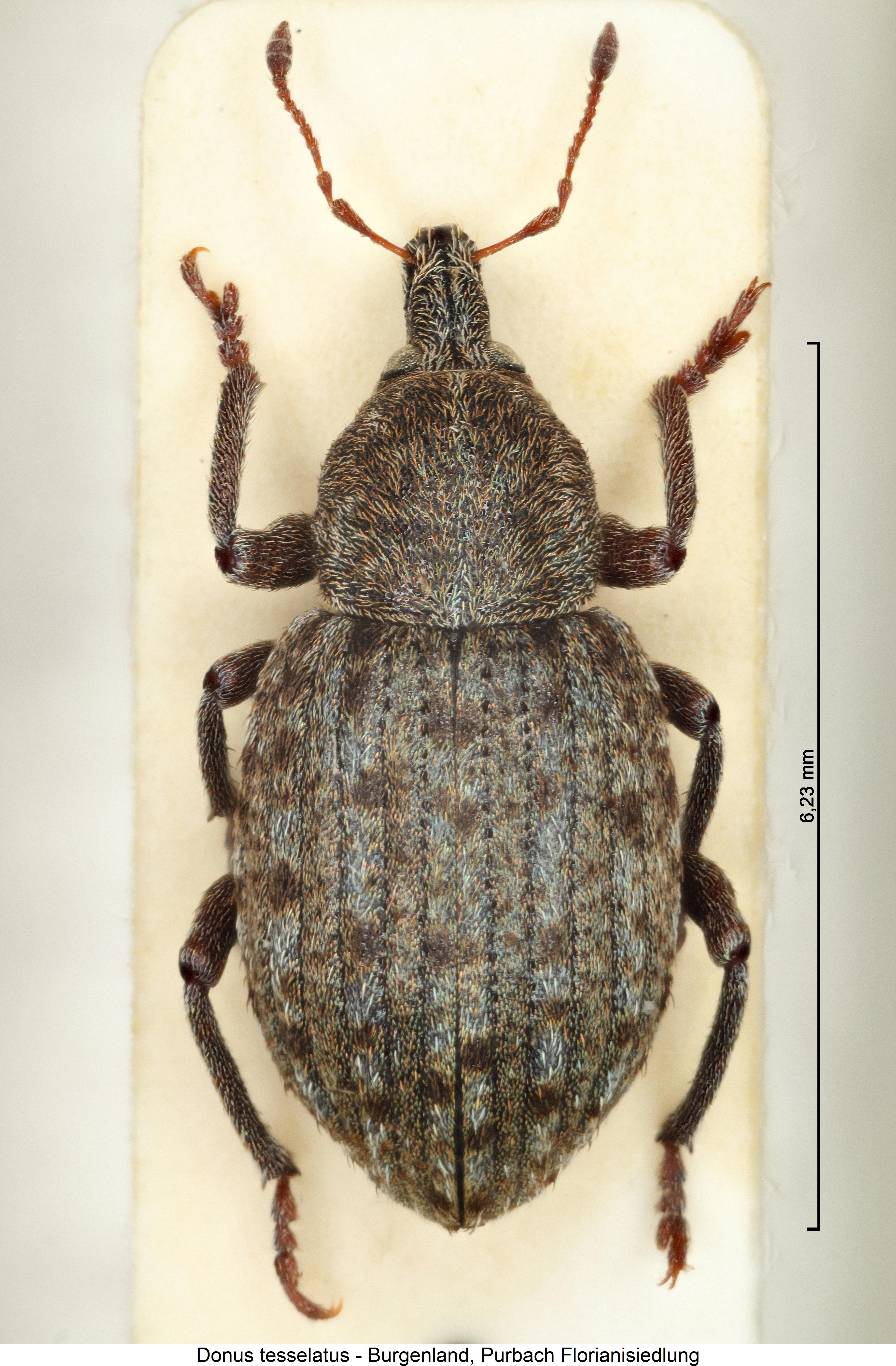 donus_tesselatus_hab.jpg
