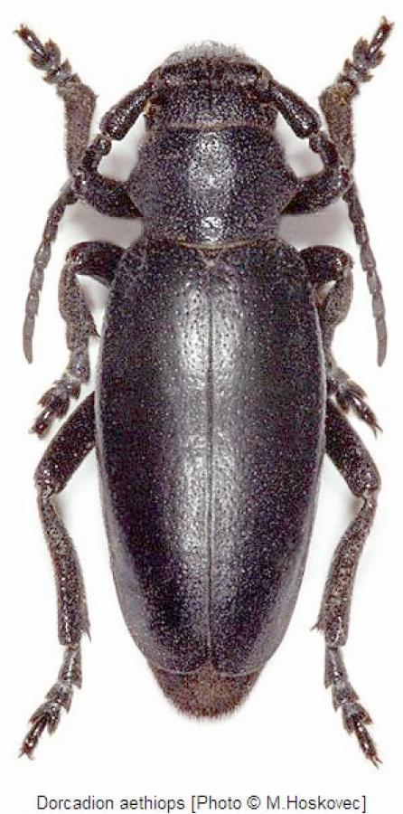 dorcadion_aethiops_hab.jpg