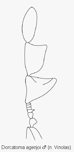 dorcatoma_agenjoi_m_f.gif