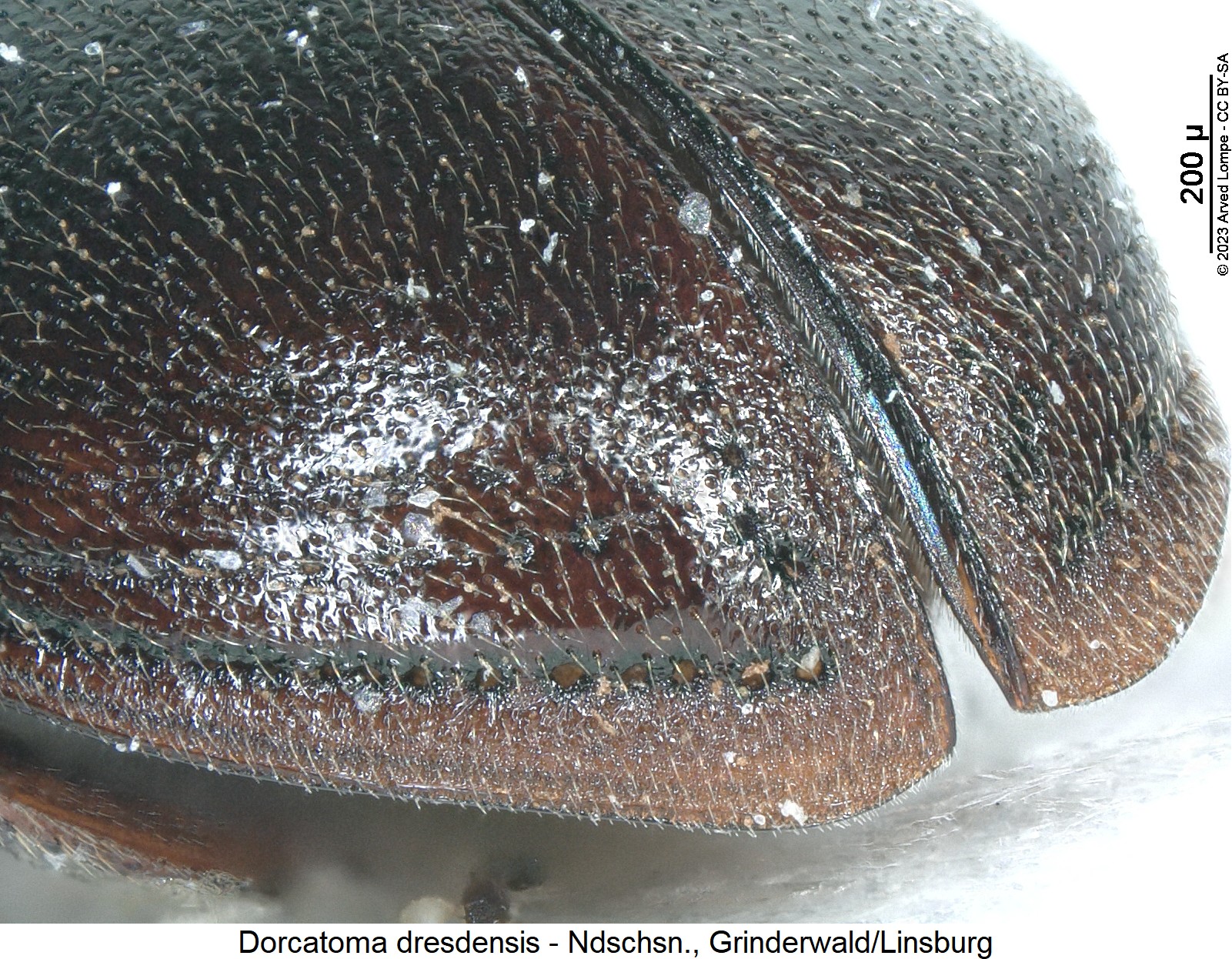 dorcatoma_dresdensis_fld.jpg