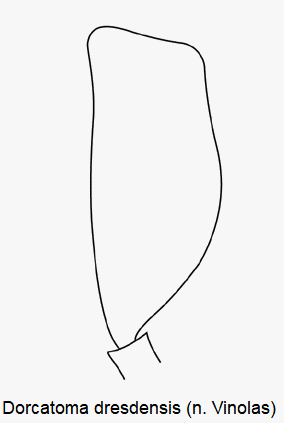 dorcatoma_dresdensis_ts.gif