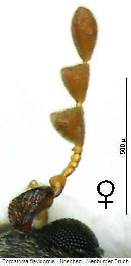 dorcatoma_flavicornis_f.jpg