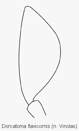 dorcatoma_flavicornis_ts.gif