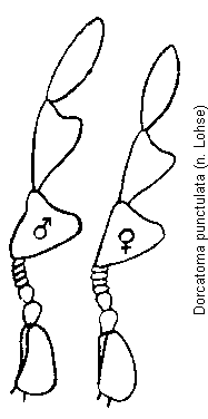 dorcatoma_punctulata_f.gif