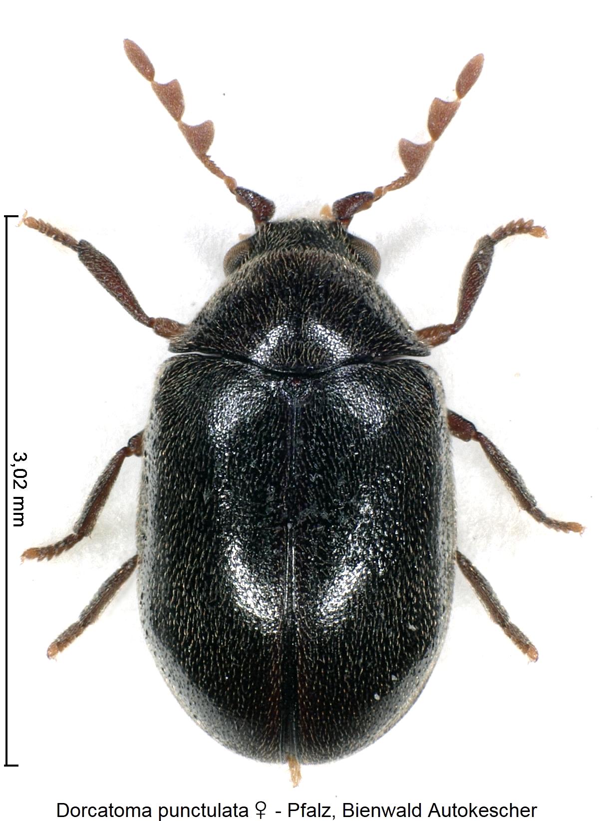 dorcatoma_punctulata_w_hab.jpg