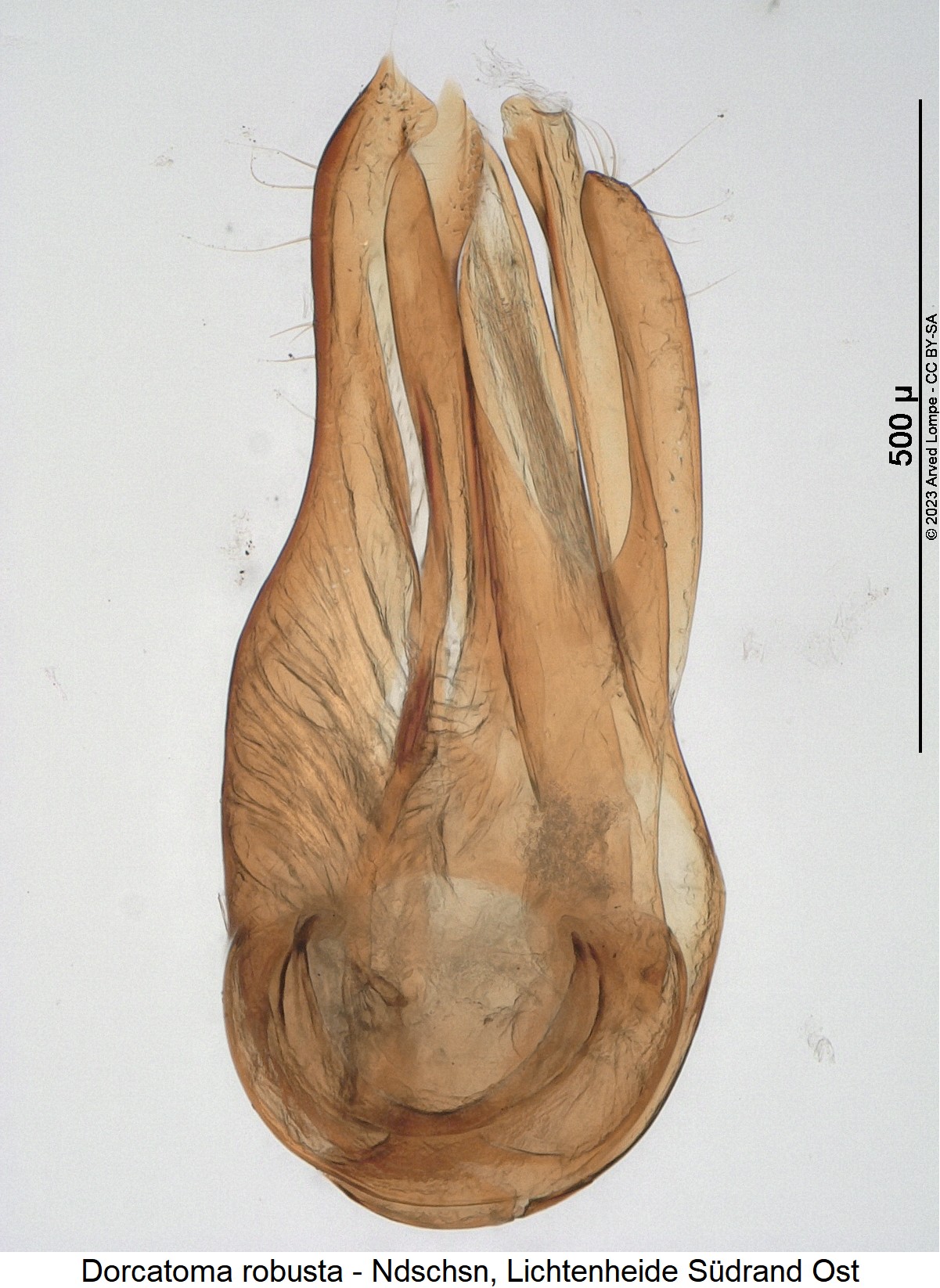 dorcatoma_robusta.jpg