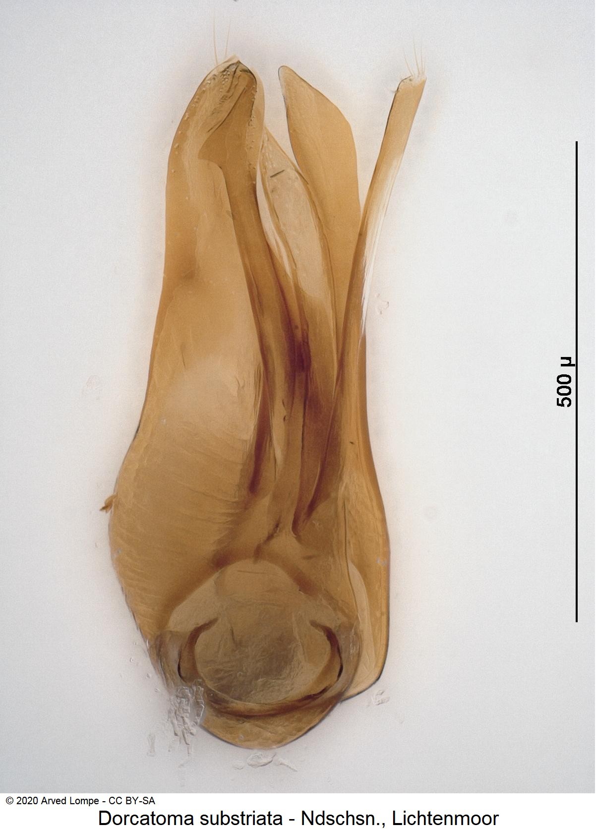 dorcatoma_substriata-1.jpg