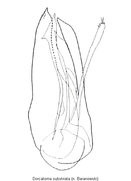 dorcatoma_substriata.gif