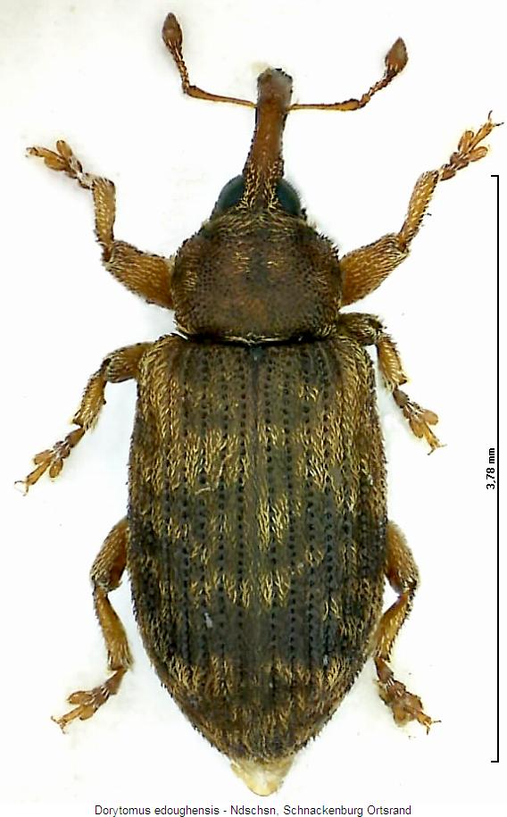dorytomus_edoughensis_hab.jpg