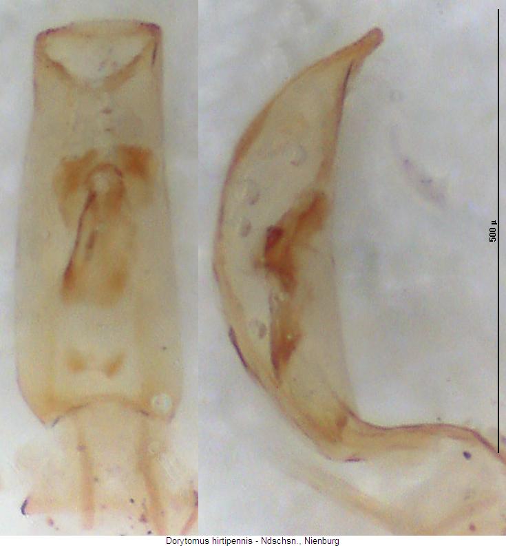 dorytomus_hirtipennis.jpg