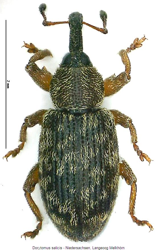 dorytomus_salicis_hab.jpg