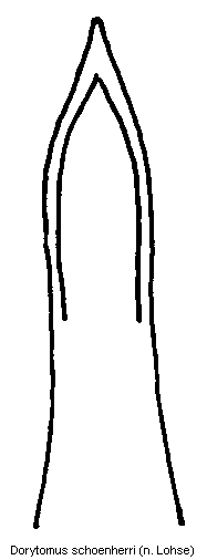 dorytomus_schoenherri.gif