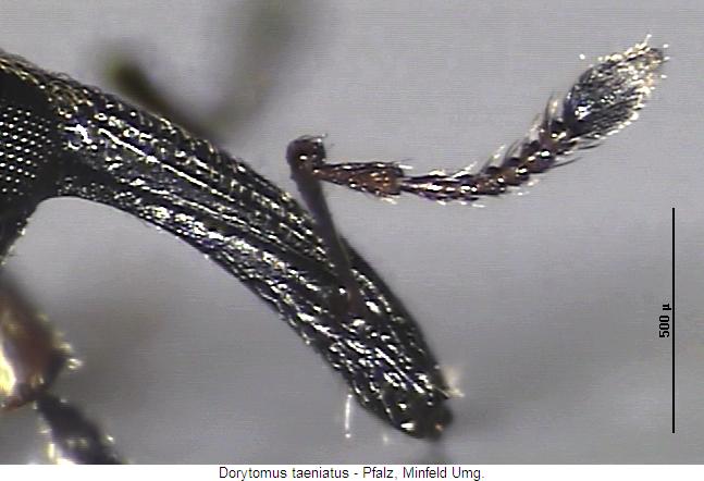 dorytomus_taeniatus_k.jpg