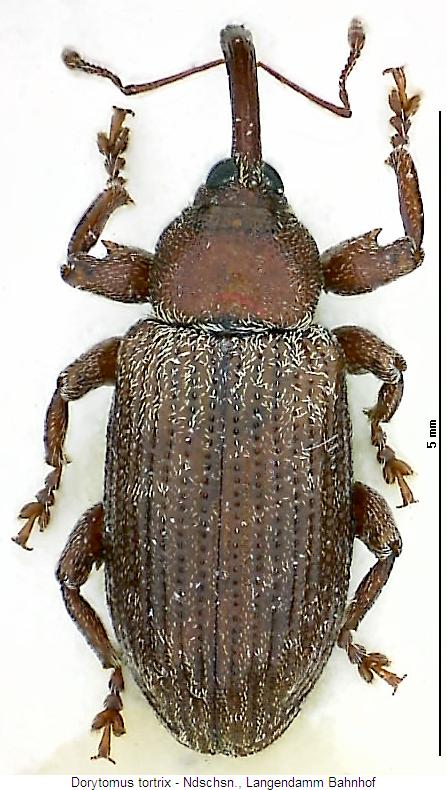 dorytomus_tortrix_hab.jpg