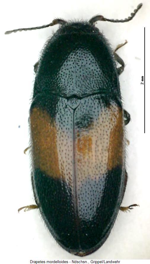 drapetes_mordelloides_hab.jpg