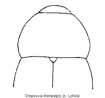 dreposcia_brevipalpis_vk.gif