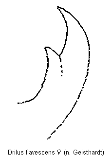 drilus_flavescens_kf.gif