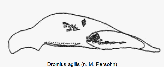 dromius_agilis.gif