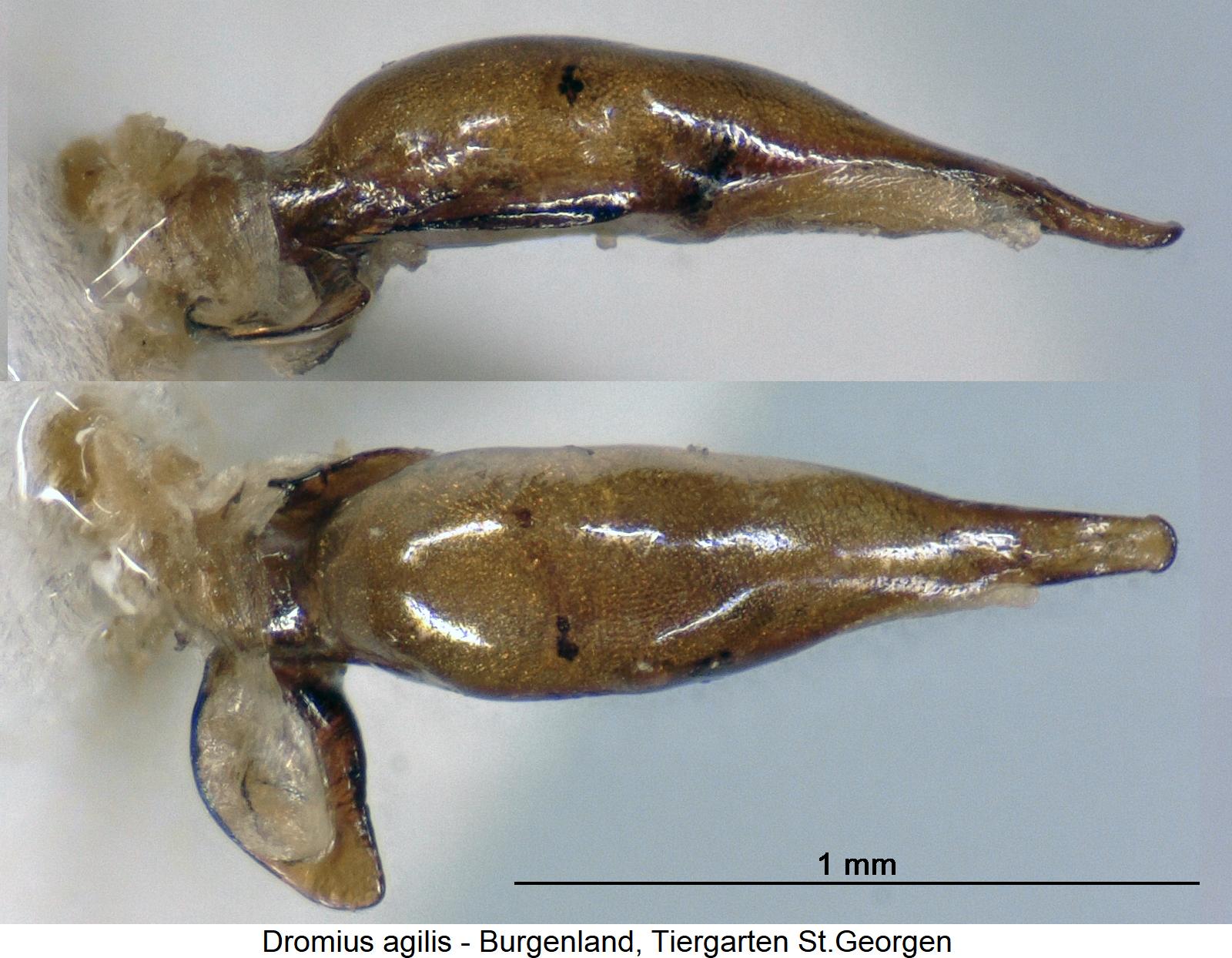 dromius_agilis1.jpg